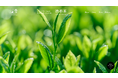 渋谷区観光協会×伊藤園×ゼットン×プランティオによる、『幻の銘茶「渋谷茶」復活プロジェクト』が始動!!渋谷区での街づくりへ。