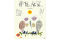 キセル × 池間由布子によるツーマンライブが決定！新代田FEVERで『PLAY VOL.172 〜Floral Meeting〜』開催！