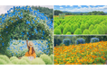 【広島/世羅】夏色が広がる丘へ ヘブンリーブルーの丘8月9日OPEN《Flower village 花夢の里》