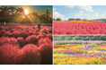 【広島/世羅】秋色コキア コキアとコスモスの丘 9月20日OPEN《Flower village 花夢の里》