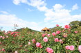 【広島/世羅】ばらが見ごろを迎えています 秋のローズ&フラワーガーデン《そらの花畑高原花の森》