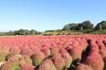 【広島/世羅】コキアの紅葉が始まりました コキアとコスモスの丘《Flower village 花夢の里》