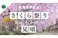 【広島／世羅】〈桜〉と〈菜の花〉が見ごろを迎えています　さくら祭り《世羅高原農場》