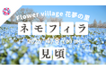 【広島／世羅】ネモフィラ・芝桜が見ごろです！芝桜とネモフィラの丘《Flower village 花夢の里》