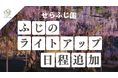 【広島／世羅】園内ライトアップの日程を追加します　ふじとルピナスまつり《せらふじ園》