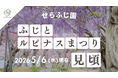 【広島／世羅】ふじが見ごろを迎えています　ふじとルピナスまつり《せらふじ園》