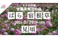 【広島／世羅】ばらが見ごろを迎えています　ローズ＆フラワーガーデン《そらの花畑世羅高原花の森》