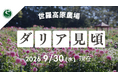 【広島／世羅】ダリアが見頃です　ダリアとガーデンマム祭《世羅高原農場》