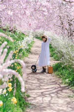 桜のれん 桜のれん