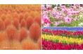 NEW！【広島／世羅】コキアとコスモスの丘《Flower village 花夢の里》