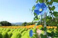 【広島／世羅】見ごろを迎えました　Flower village 花夢の里《ヘブンリーブルーの丘》