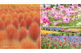 【広島/世羅】見ごろを迎えました&開園延長決定 Flower village 花夢の里《コキアとコスモスの丘》