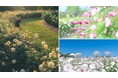 【広島/世羅】見ごろを迎えました そらの花畑世羅高原花の森《秋ローズと花のガーデン》
