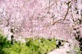 【広島/世羅】2025年 花観光スケジュール《世羅高原農場グループ》