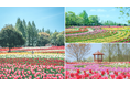 【広島/世羅】春の花絶景本番! チューリップ祭OPEN《世羅高原農場》
