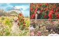 【広島/世羅】開始日を延期し、5月16日から開園 ローズ&フラワーガーデン 《そらの花畑 世羅高原花の森》