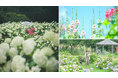 【広島/世羅】あじさいとタチアオイの丘《Flower village 花夢の里》