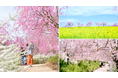 【広島/世羅】さくら祭り開園日 3月28日(金)に変更 ポートレート撮影会やブーケ販売、体験メニューあり《世羅高原農場》