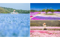 【広島/世羅】芝桜が見ごろを迎えています 芝桜とネモフィラの丘《Flower village 花夢の里》