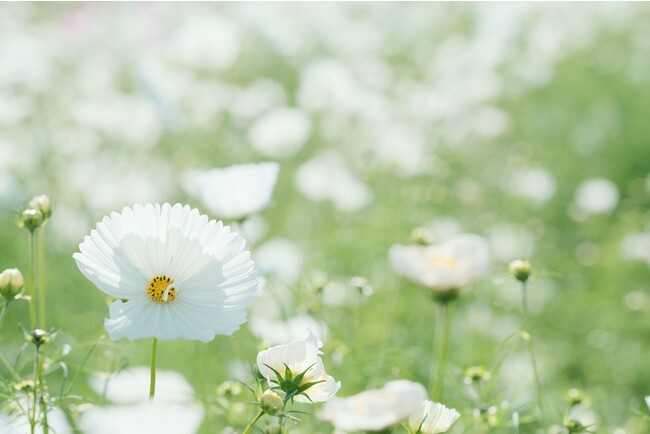 カップ状の花形が特長の珍しいカップケーキコスモス。今年のカラーをお楽しみに。