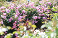 【広島/世羅】ばらが見ごろを迎えています ローズ&フラワーガーデン《そらの花畑高原花の森》