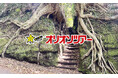 オリオンツアー秋の旅行におすすめ!9月・10月・11月出発!伊豆諸島(伊豆大島・新島・式根島・三宅島・八丈島)&小笠原諸島旅行ツアープラン&気候・服装ガイド