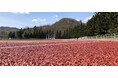 建設業界の未来をひらく、公園や陸上競技場のトラック走路に安心・安全な新技術
