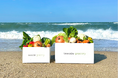 淡路島発規格外野菜通販サイト【seaside grocery - シーサイドグロサリー】がサブスク(定期購入)を解禁
