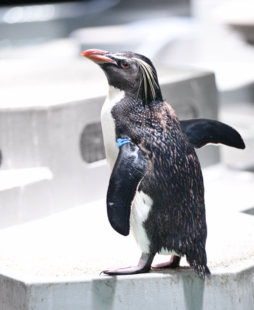 【「サッポロ」と名付けられた 青・青のバンドのペンギン】