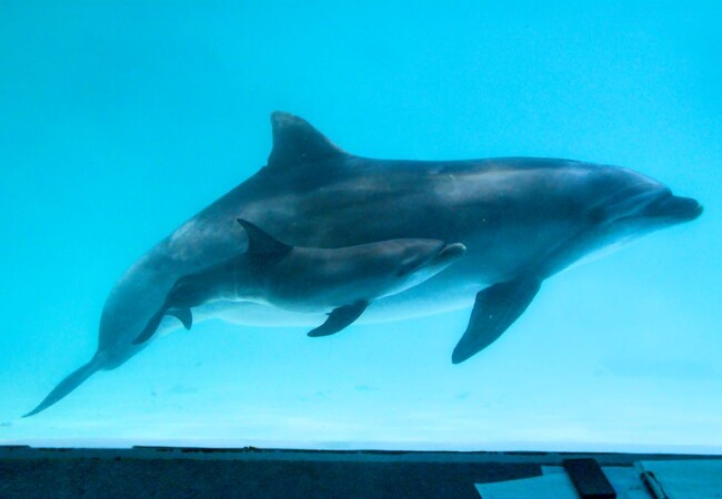 【おたる水族館のバンドウイルカ「メリー」と仔イルカ】 【おたる水族館のバンドウイルカ「メリー」と仔イルカ】