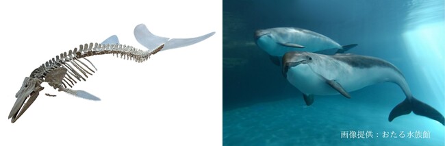 【全長 約2 mのヌマタネズミイルカ全身復元骨格標本と現在のネズミイルカ ※本特別企画展でネズミイルカの展示はありません】 【全長 約2 mのヌマタネズミイルカ全身復元骨格標本と現在のネズミイルカ ※本特別企画展でネズミイルカの展示はありません】