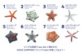 札幌はヒトデのまち!?さっぽろのスター誕生!七夕に合わせ、海の星・ヒトデの企画展「ヒトデのワンダー展」開催