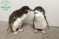 AOAO SAPPORO生まれ「キタイワトビペンギン」の雛の愛称を募集します
