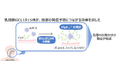 Glico独自開発の乳酸菌 Lactobacillus helveticus GCL1815株が風邪の自覚症状を抑え、分泌型免疫グロブリンA(sIgA)の産生を促進することをヒト試験で実証