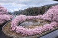 湖東三山・西明寺門前の池寺溜池に桜20本を植樹