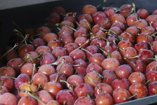 農家が考える佐藤錦の「旬」をご自宅でも