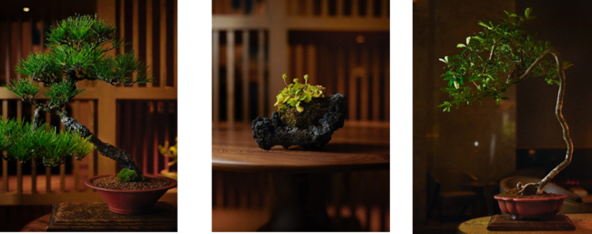  「塩津植物研究所」による盆栽展示の一例