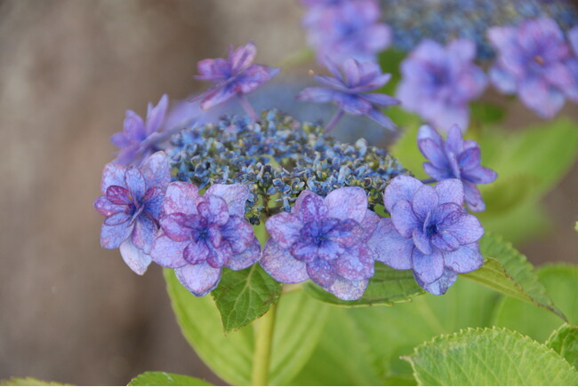 長谷寺から贈呈される紫陽花「かまくら」