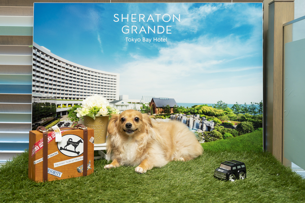夏休み 秋の行楽シーズンを愛犬とホテルステイ 国内3ホテルで展開するペットステイケーションをご紹介 マリオット インターナショナルのプレスリリース