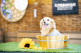 ツリーハウスのあるカフェで日本の夏を愛犬と共に楽しむ「ワンワンコムナ」開催