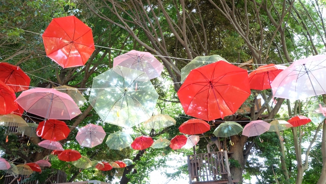 傘の森sunny8