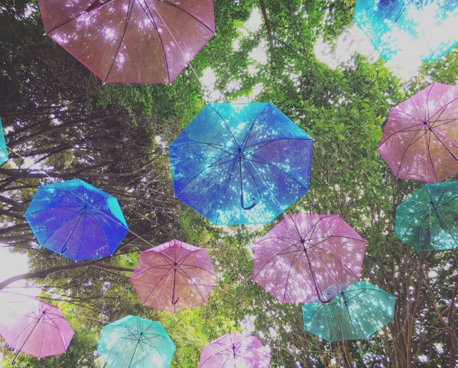 傘の森Rainy
