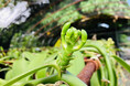 奄美初となるバニラの花芽を確認。開花間近—本格国産バニラ生産への第一歩