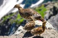 国指定北アルプス鳥獣保護区が拡張 絶滅危惧「ライチョウ」目撃情報受け