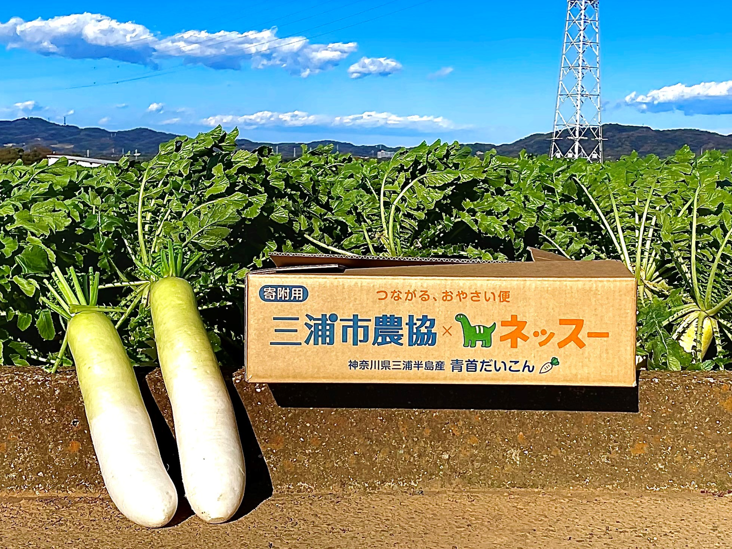 家計が苦しい冬休みに、行き場のない野菜を、困難を抱える世帯の支援につなぐ、寄附食品物流ネットワーク構築の実証実験を実施