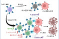 【慶應義塾】固形がんに対し強い抗腫瘍効果をもつCAR-T細胞の作成に成功
