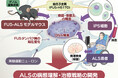 【慶應義塾】筋萎縮性側索硬化症(ALS)の新規治療ターゲット、核膜・核膜孔障害を発見