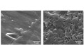 【慶應義塾】自然界での微生物分解が困難なプラスチックストローを分解!生分解性を付与するプラスチック添加剤P-Lifeに適した分解菌を西鎌倉小学校の土壌から複数発見