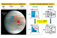 【慶應義塾】金星大気を解析する新手法