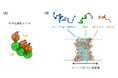 【慶應義塾】タンパク質―RNA凝縮体を再現するRNA粗視化モデルの開発